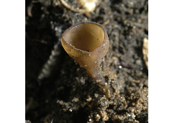 Gemeiner Anemonenbecherling (Dumontinia tuberosa) - © Heinz Prelicz